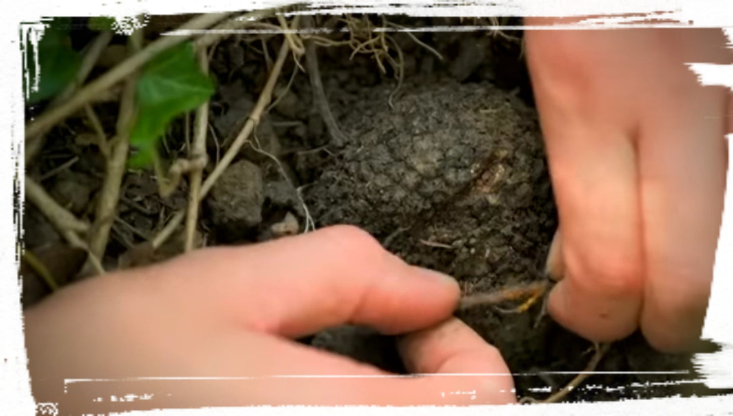 Schwarze Sommertrüffel (Tuber Aestivum - Scorzone) - (Anzahl 1 = 100 g.)
