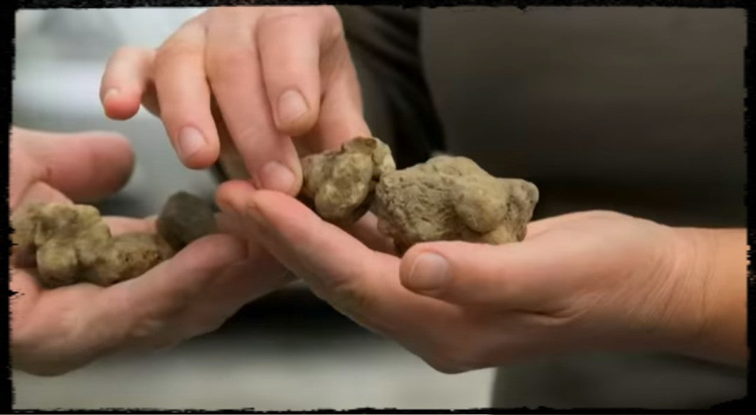 Weißer Alba Trüffel (Tuber Magnatum Pico) - (Anzahl 1 = 100 g.)