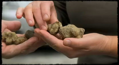 Weißer Alba Trüffel (Tuber Magnatum Pico) - (Anzahl 1 = 100 g.)