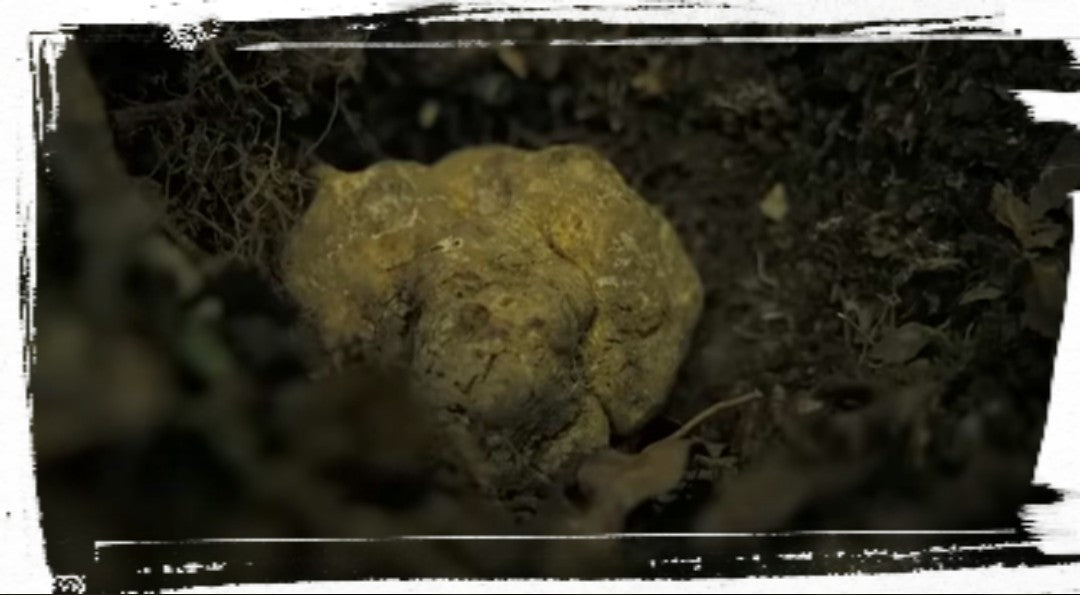 Weißer Alba Trüffel (Tuber Magnatum Pico) - (Anzahl 1 = 100 g.)