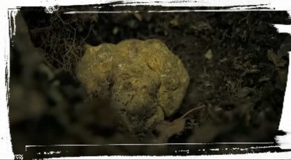 Weißer Alba Trüffel (Tuber Magnatum Pico) - (Anzahl 1 = 100 g.)