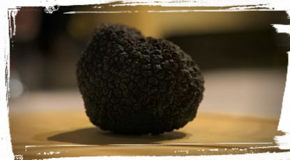 Schwarze Sommertrüffel (Tuber Aestivum - Scorzone) - Bestellungen ab 1 Kg.