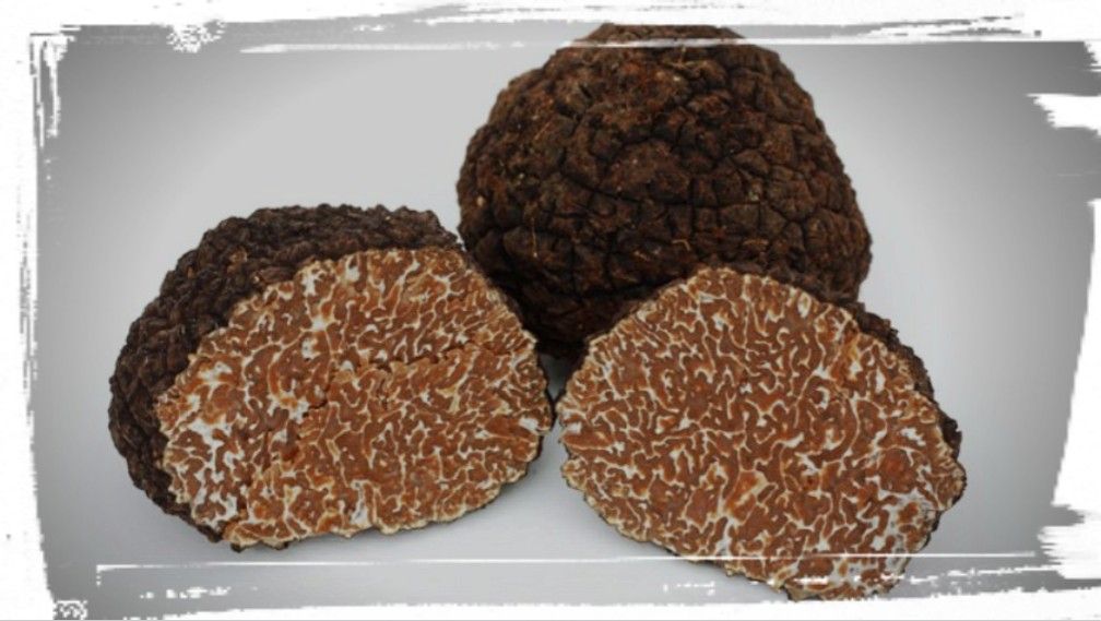  Der Herbsttrüffel, auch Burgundertrüffel genannt (wissenschaftlicher Name: Tuber Uncinatum Vitt, Form uncinatum Chatin), ist die Herbstvariante der Scorzone-Trüffel. 